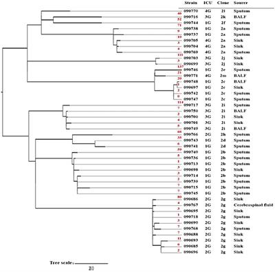 Handwashing sinks as reservoirs of carbapenem-resistant Acinetobacter baumannii in the intensive care unit: a prospective multicenter study